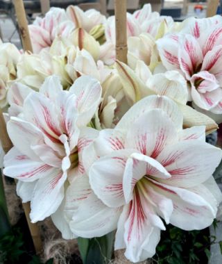 Double Dutch Amaryllis Aquaro