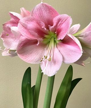 Amaryllis Blushing Bride