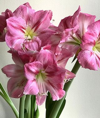 Amaryllis Candy Floss