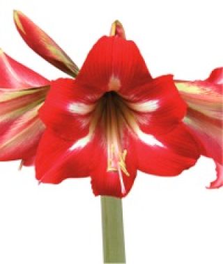 Amaryllis Hot Lips