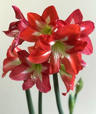 Amaryllis Christmas Star