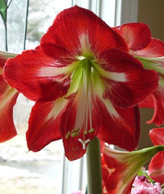 Amaryllis Cocktail