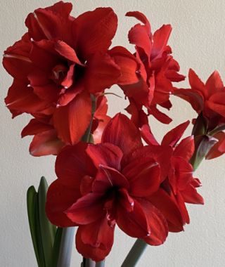 Amaryllis Double King 