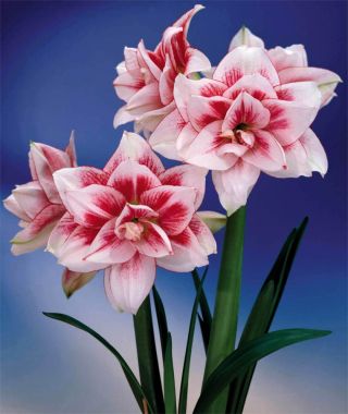 Amaryllis Elvas