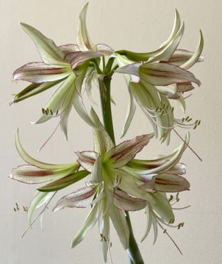 Cybister Amaryllis Emerald