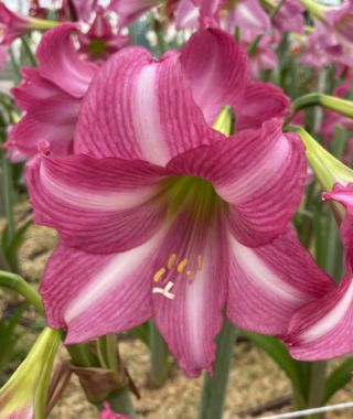 Trumpet Amaryllis Estella