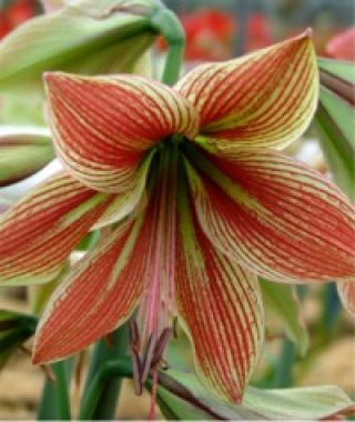 Amaryllis Exotic Star