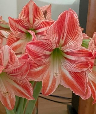 Miniature Amaryllis Fairy Tale