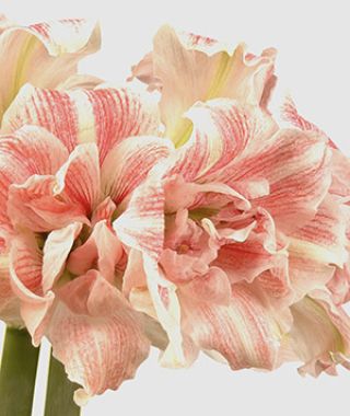 Amaryllis First Love