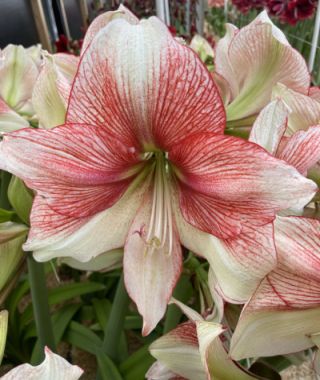 Amaryllis Grandise Fantasy 