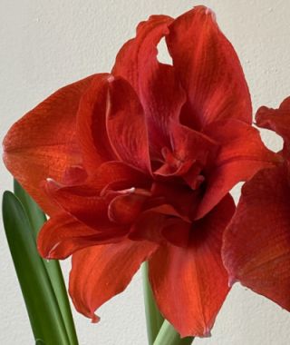 Amaryllis Inferno