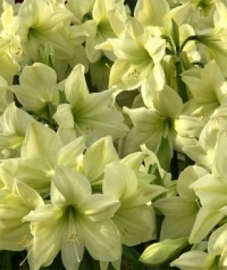 Amaryllis Lemon Star