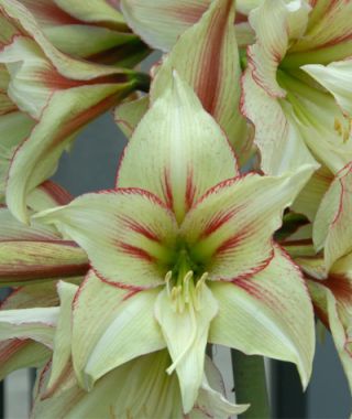 Dutch Single Amaryllis Magic Green