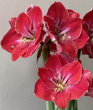 Amaryllis Magical Touch