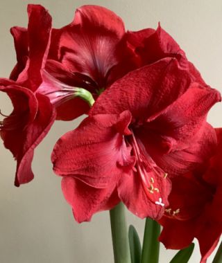 Amaryllis Merry Christmas