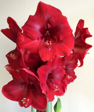 Amaryllis Miracle