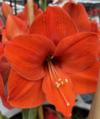 Amaryllis Naranja