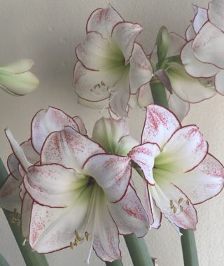 Amaryllis Picasso