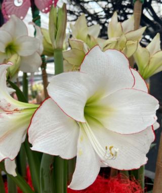 Amaryllis Picotee