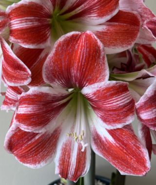 Amaryllis Razzle Dazzle