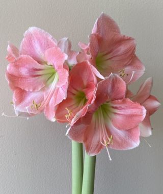 Amaryllis Rosalie