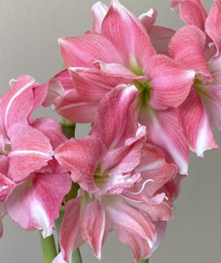 Amaryllis Rozetta