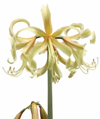 Amaryllis Saffron