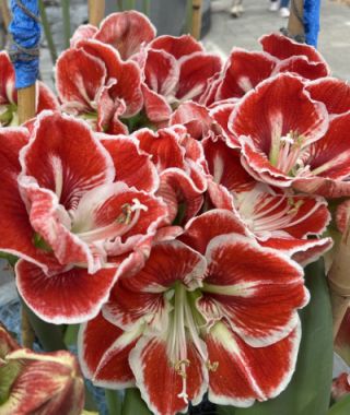 Single Dutch Amaryllis Samba