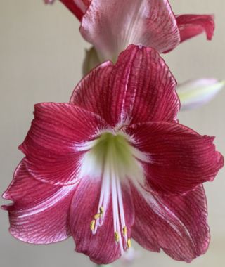 Amaryllis Silver Dream 