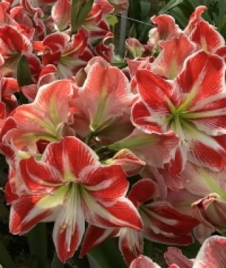 Amaryllis Spartacus