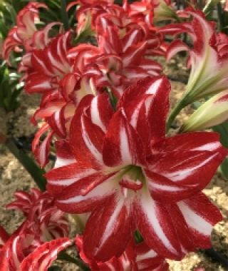 Amaryllis Splash