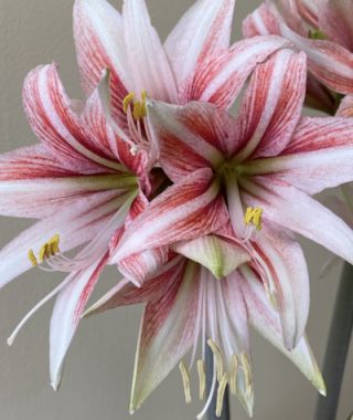 Butterfly Amaryllis Sweet Lillian