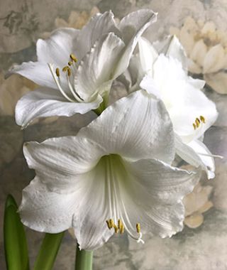 Amaryllis Wedding Dance