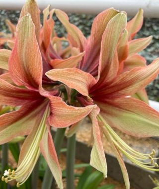 Amaryllis Wild Amazone 