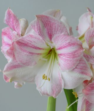 Single Dutch Amaryllis Cherry Blossom