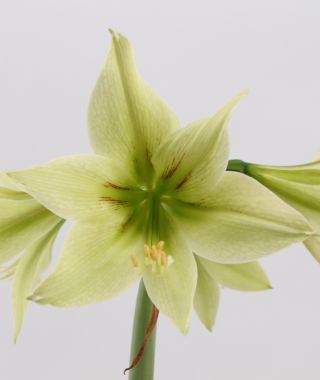 Cybister Amaryllis Green Valley