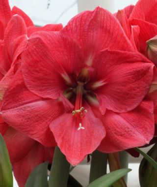 Single Dutch Amaryllis Hercules