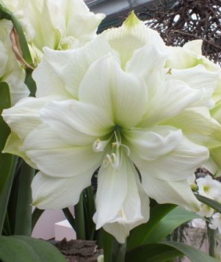 Single Dutch Amaryllis Marilyn