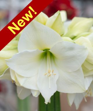 Amaryllis Mont Blanc 