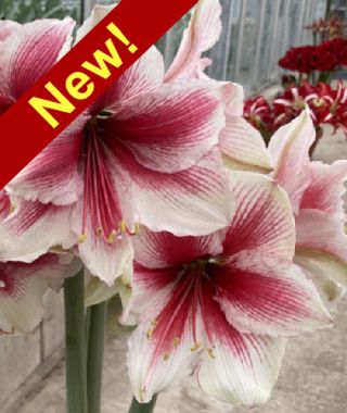 Amaryllis Pink Beauty 