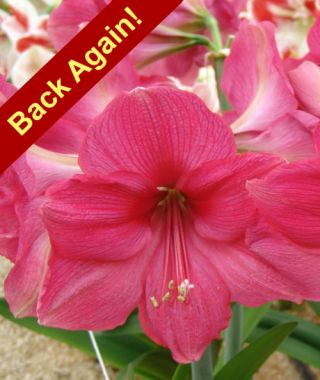 Dutch Single Amaryllis Pink Surprise