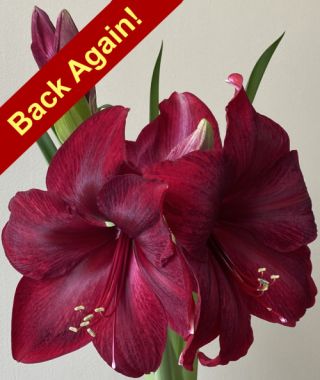 Amaryllis Red Pearl