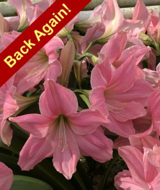 Amaryllis Sweet Star