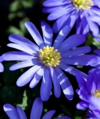 Anemone blanda Blue Shades