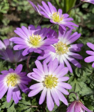 Anemone blanda Charmer