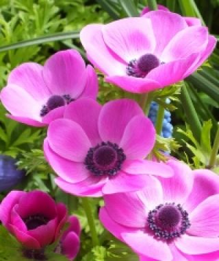 Anemone Giant Rosea (Single)