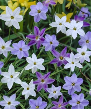 The Starry Nights Ipheion Mixture