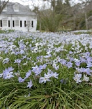 Ipheion uniflorum