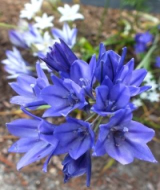 Brodiaea laxa Corrina