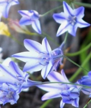 Brodiaea Rudy